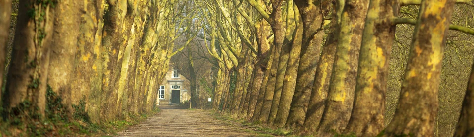 Haanwijk
